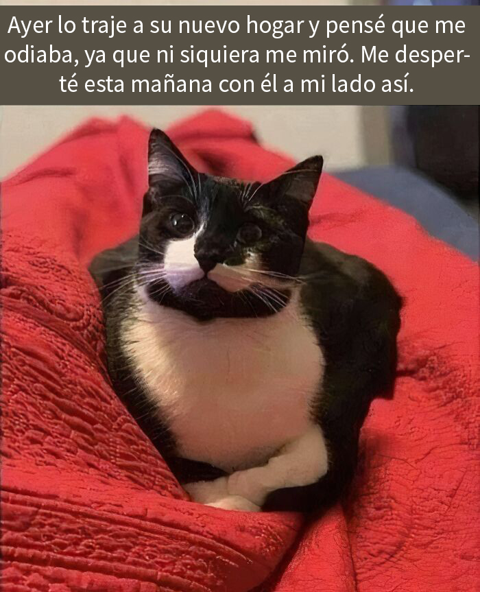 Gato adorable descansando en una manta roja, mostrando lo especiales que son los gatos.