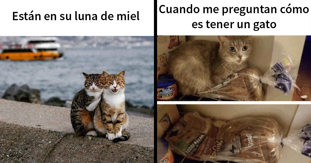 20 Memes adorables que demuestran lo especiales que son los gatos