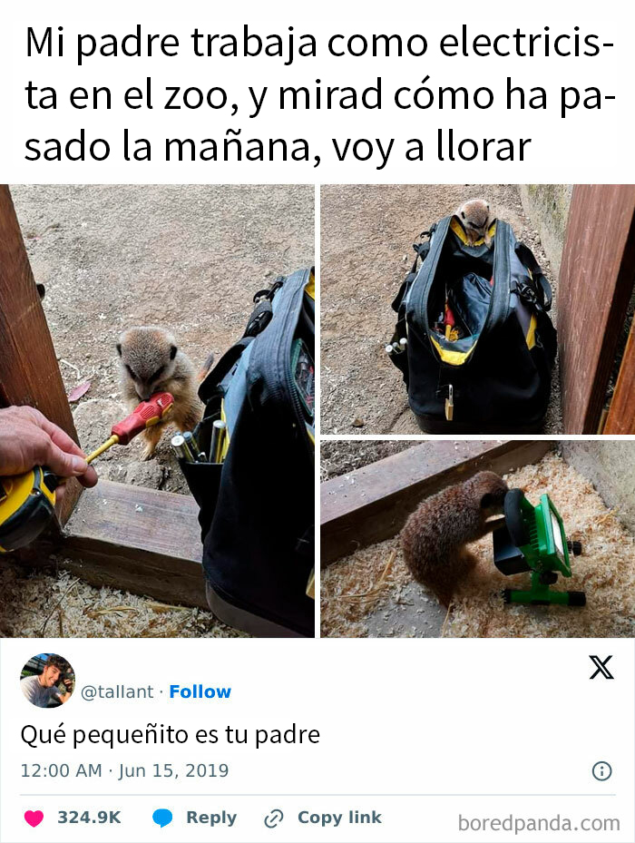 Suricata en mochila de herramientas, con texto gracioso encima. Memes para sobrevivir la semana.