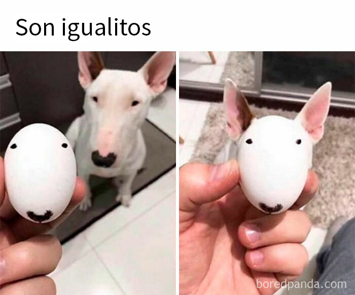Perro y huevo con similares marcas, parte de memes humorísticos.