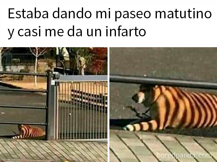 Perro con rayas de tigre detrás de una cerca, causando sorpresa y buen humor.