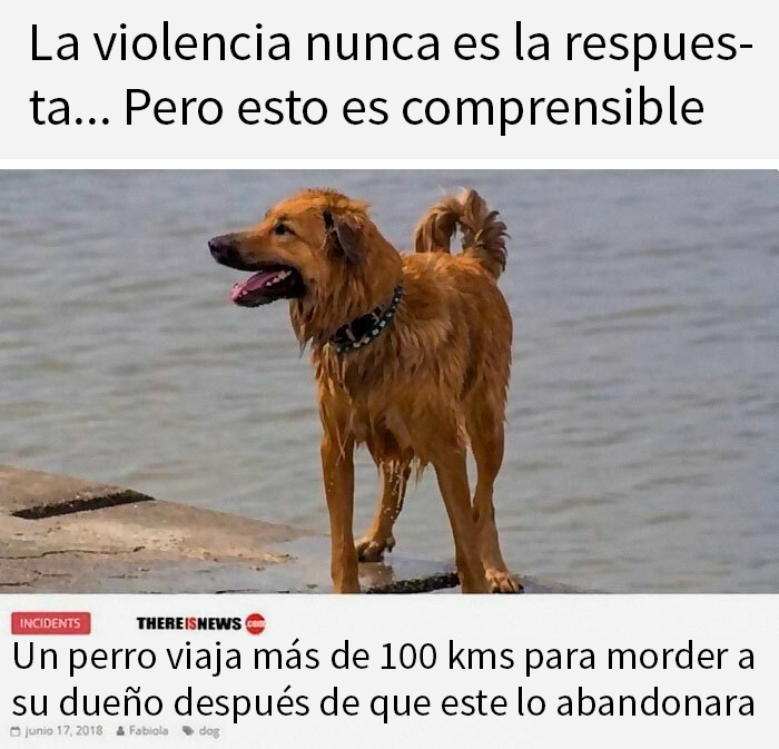 Perro mojado en la orilla del mar, protagonista de memes que te pondrán de buen humor.