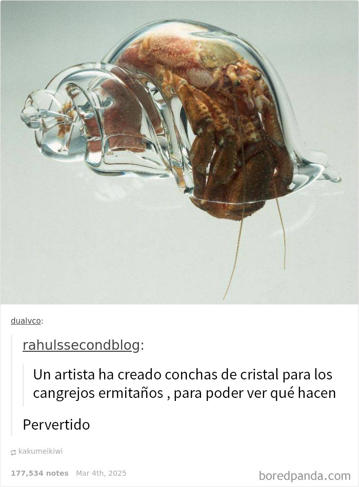 Cangrejo ermitaño en concha de cristal, ejemplo de memes raros y divertidos.