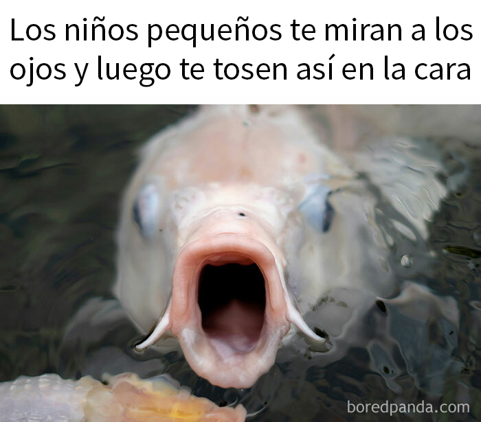 Pez con boca abierta, representando memes raros y divertidos para pasar un buen rato.