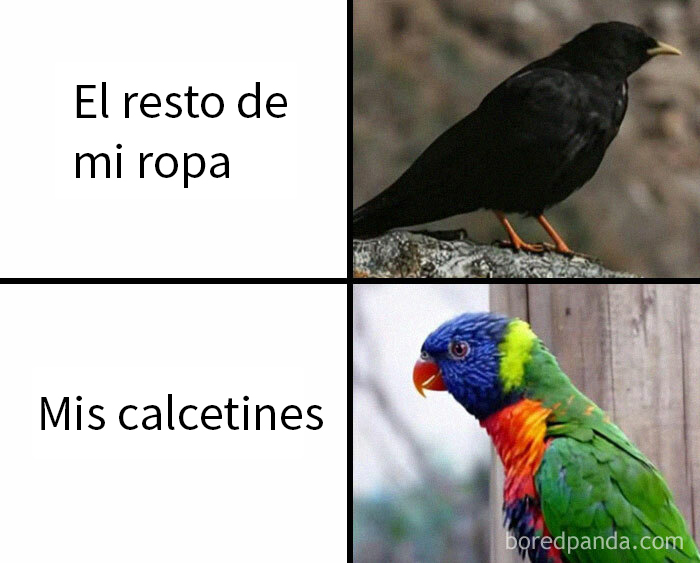 Un meme raro y divertido que compara una ropa negra con un cuervo y calcetines coloridos con un loro.