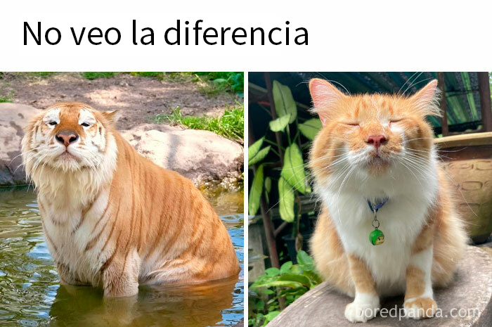 Dos jirafas haciendo caras graciosas en un meme raro y divertido.