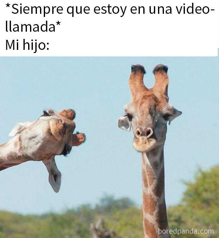 Jirafa haciendo mueca divertida junto a otra en meme raro sobre videollamada, texto humorístico sobre interacción.