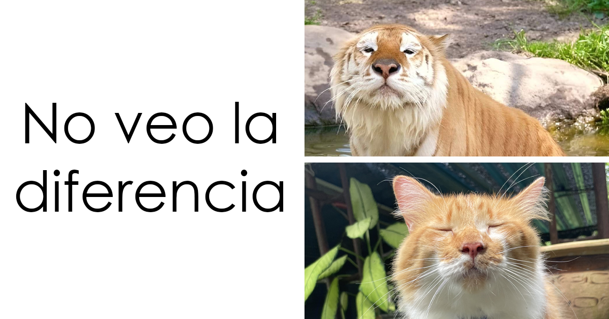 20 Memes raros pero divertidos para que pases un buen rato