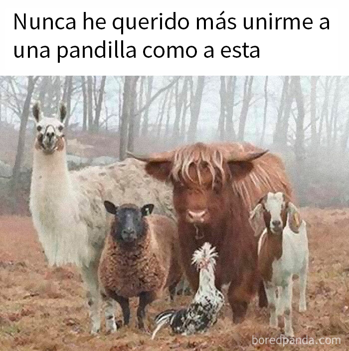 Animales en el bosque formando una divertida pandilla con un toque de sarcasmo.