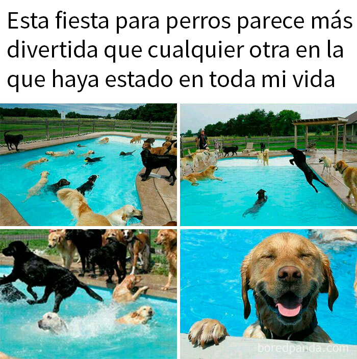 Perros disfrutando en una piscina, representando un meme lleno de sarcasmo y diversión.
