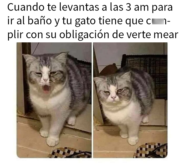 Gato sarcástico acompañándote al baño a las 3 am.