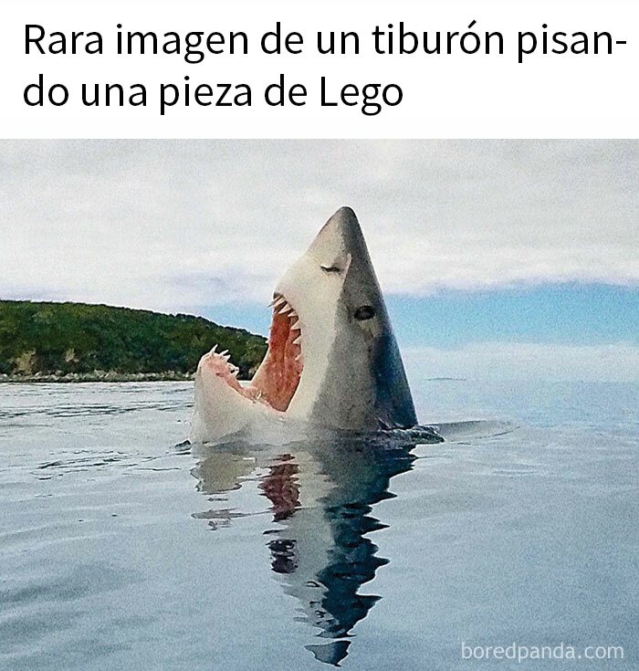 Tiburón asomando del agua en imagen de humor sarcástico.