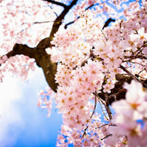 juanjosechamorro avatar