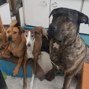 friciossonfriciosson avatar