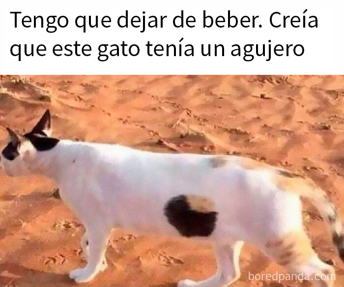 Gato blanco con manchas negras en forma curiosa sobre fondo de tierra, divertido meme sobre ciencia para aprender y reír.