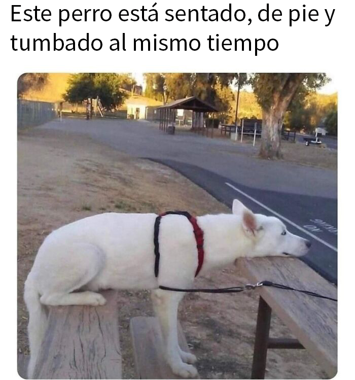 Perro en posición inusual sobre bancas en parque, imagen divertida para memes sobre ciencia y humor.