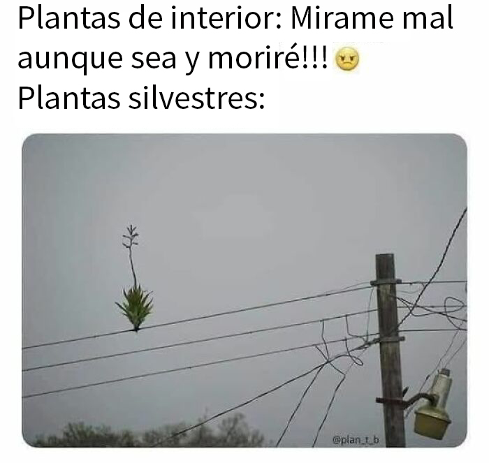 Planta creciendo en cables eléctricos, ilustrando memes divertidos sobre ciencia para aprender y reír con humor visual.