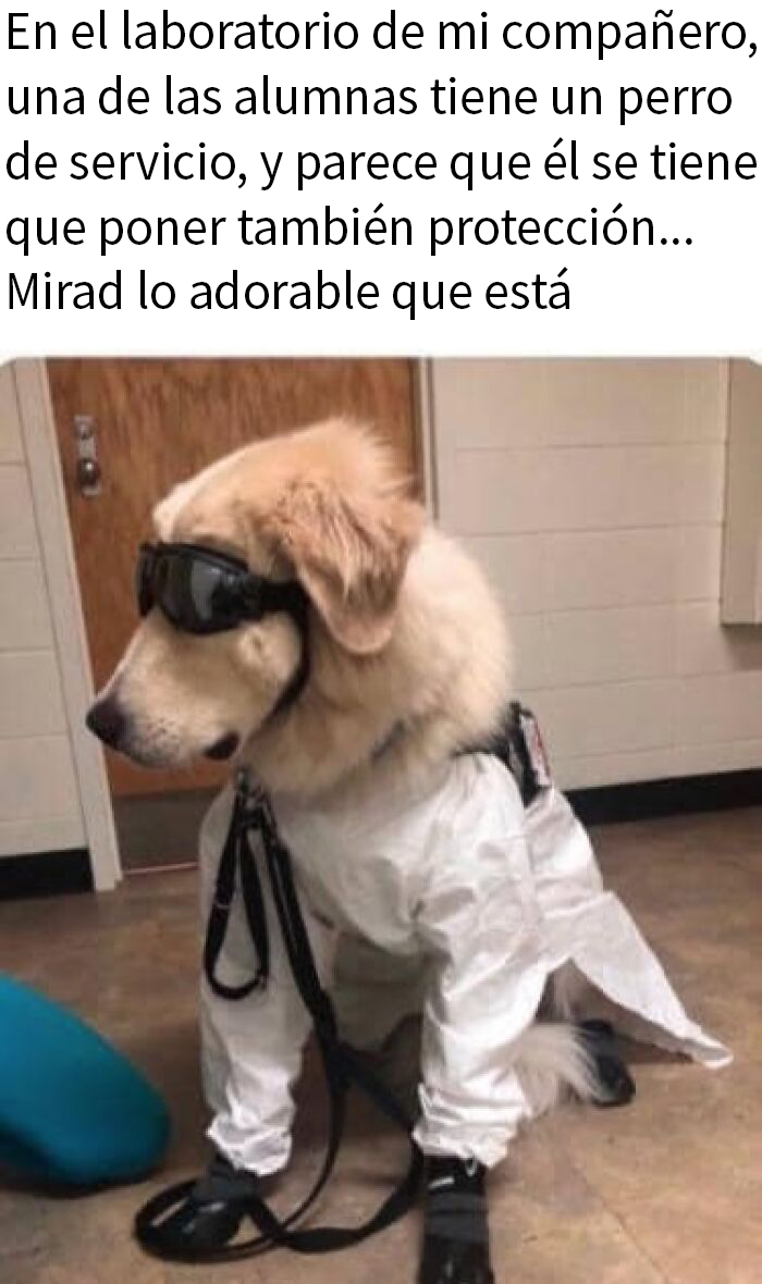 Perro con protección y gafas de seguridad en laboratorio, imagen divertida relacionada con memes sobre ciencia para aprender y reír.