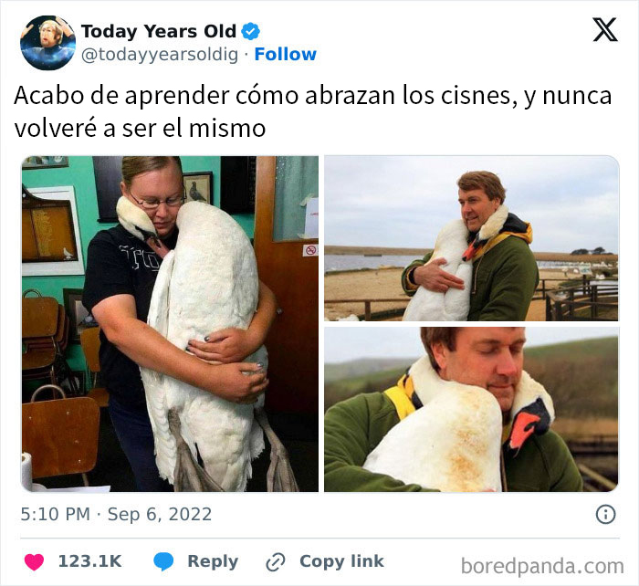 Personas abrazando cisnes con ternura en imágenes divertidas para memes sobre ciencia y aprendizaje.