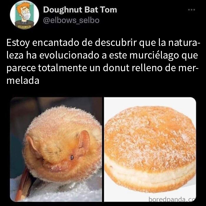 Memes de ciencia mostrando un murciélago que parece un donut relleno de mermelada para aprender y reír.