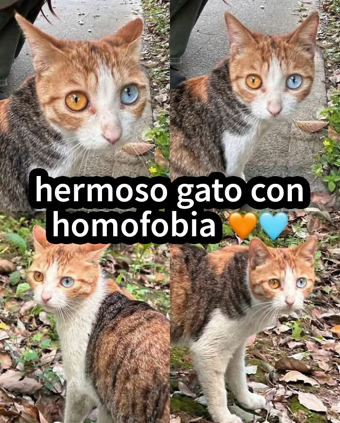 Gato con ojos de diferente color creando afirmación incorrecta divertida compartida en internet con confianza.