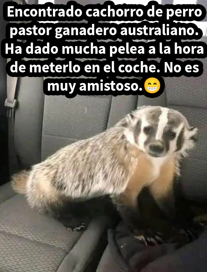 Animal confundido con cachorro de pastor australiano, ejemplo de afirmaciones incorrectas muy divertidas compartidas en internet.