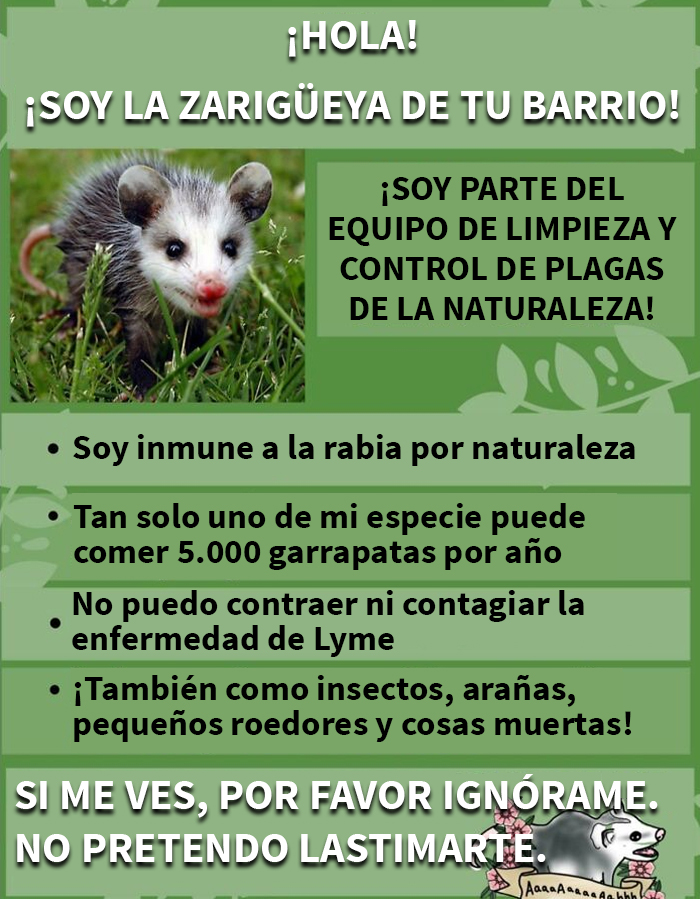 Zarigüeya en naturaleza, control de plagas e información curiosa que no enseñan en las escuelas, guía útil y práctica.