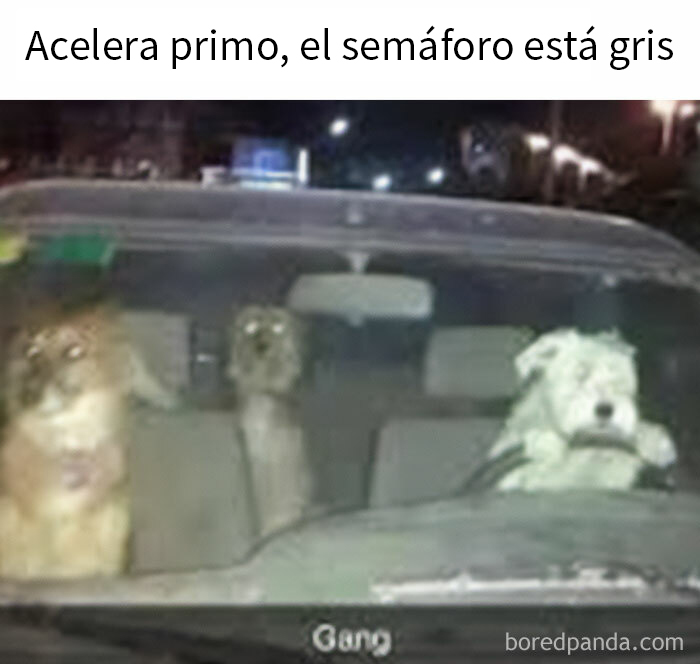 Perros en un coche de noche en meme divertido sobre hombres acelerando sin importar el semáforo gris.