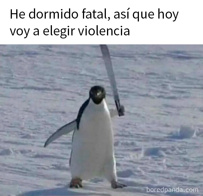 20 Memes aleatorios que son a la vez divertidos e ingeniosos
