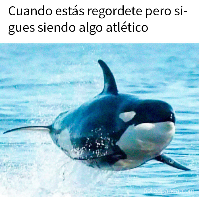 20 Memes aleatorios que son a la vez divertidos e ingeniosos