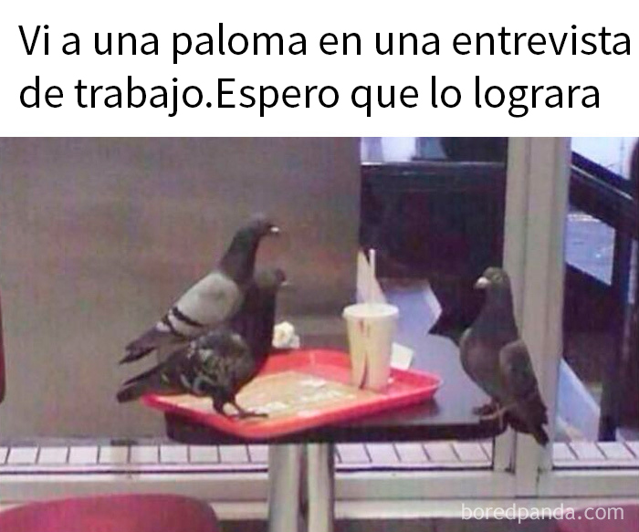 20 Memes aleatorios que son a la vez divertidos e ingeniosos