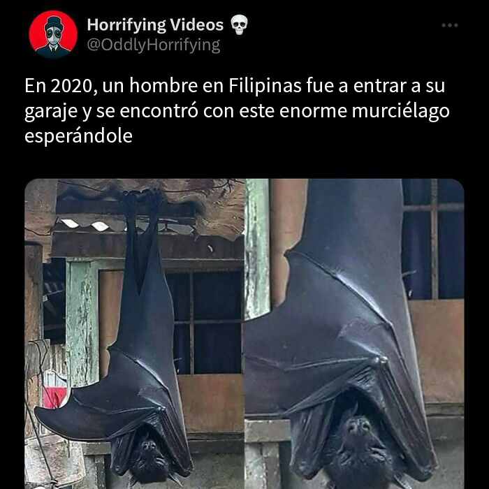 Murciélago gigante colgado en garaje, imagen extrañamente aterradora que genera inquietud y misterio en Filipinas en 2020.