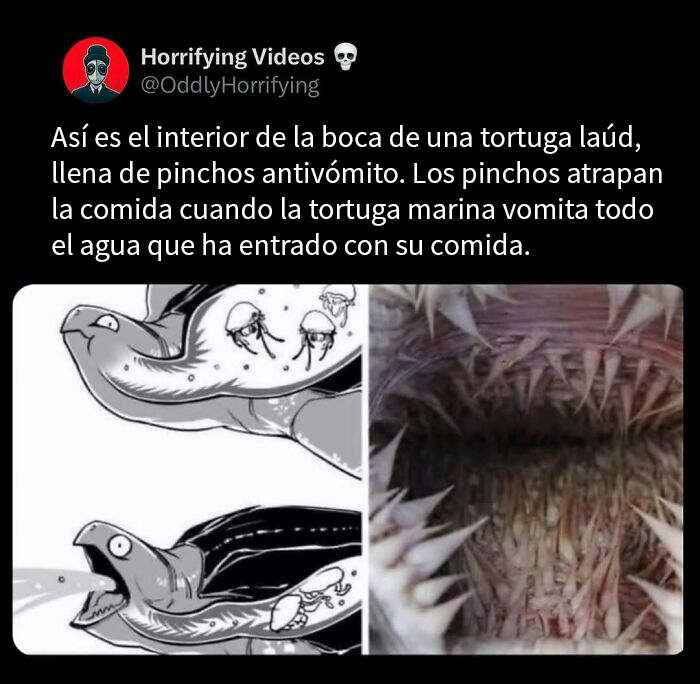 Interior de la boca de una tortuga laúd con pinchos antivómito en imágenes extrañamente aterradoras.