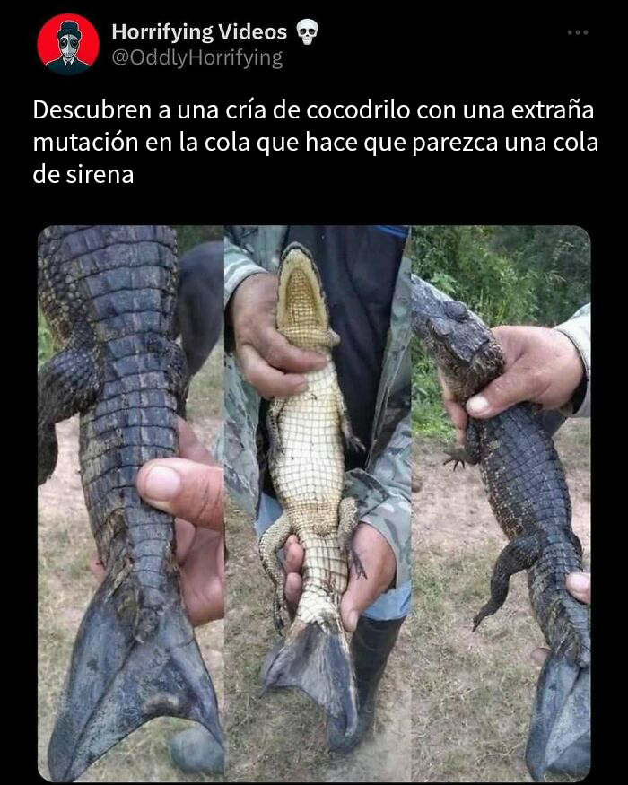 Cría de cocodrilo con mutación en la cola que parece una cola de sirena, imagen extrañamente aterradora e inquietante.