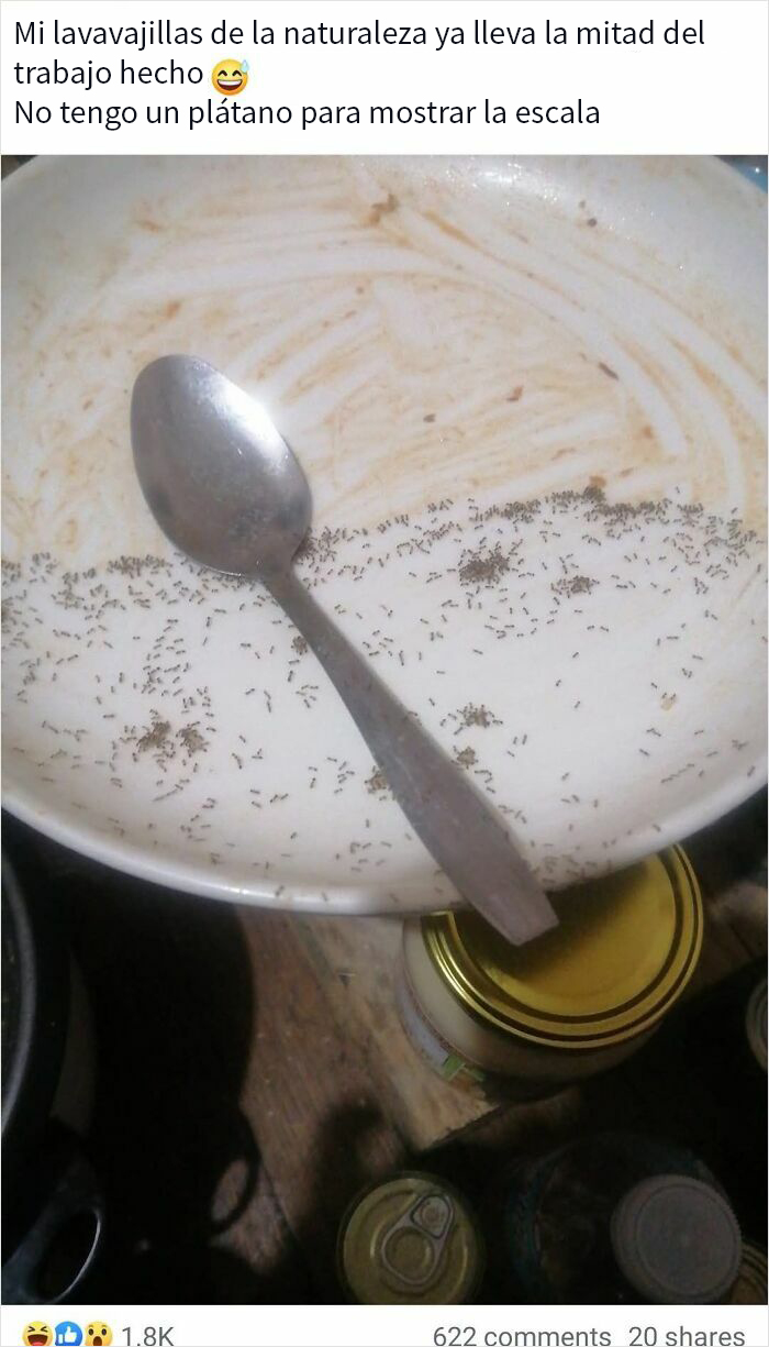 Plato sucio con restos de comida y muchas hormigas mostrando rechazo a las comidas en fotos asqueadas.