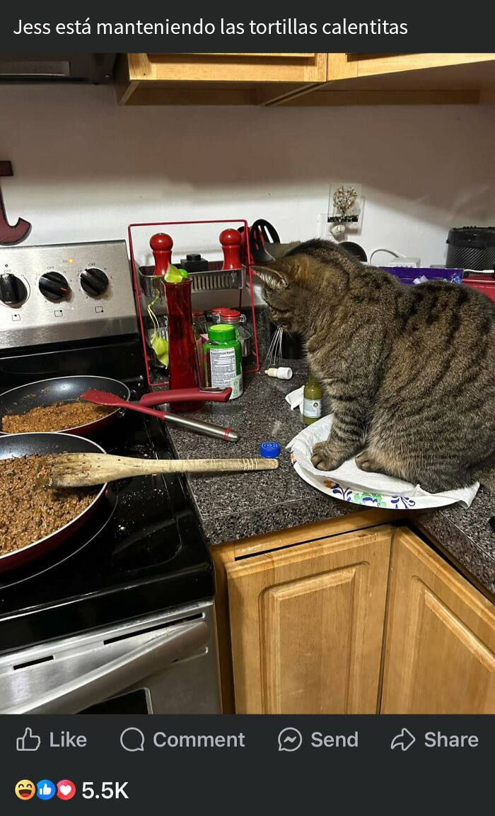 Gato sentado cerca de comida en sartén en cocina, mostrando reacción ante comida que causa asco en personas.