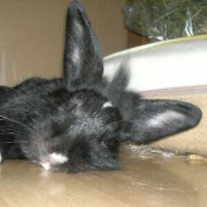 elrincondedisidra avatar