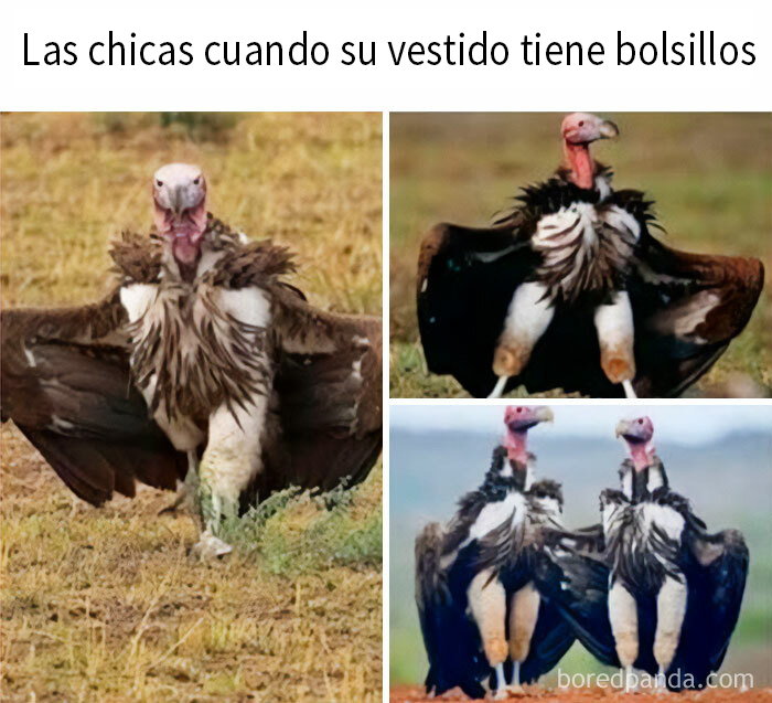 Aves con plumas desordenadas en diferentes posturas, humor visual para publicaciones divertidas que se burlan de todo y de todos.
