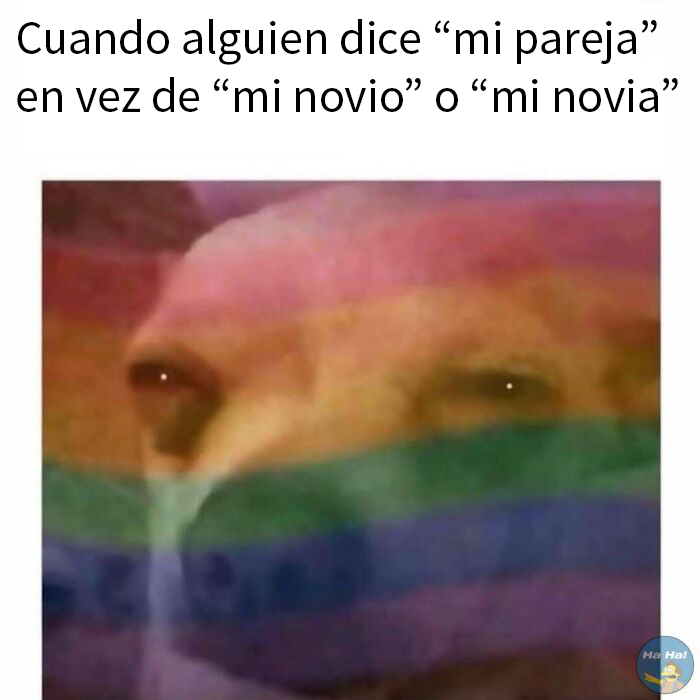 Perro con expresión confundida detrás de bandera arcoíris, meme en publicaciones divertidas que se burlan de todo y de todos.