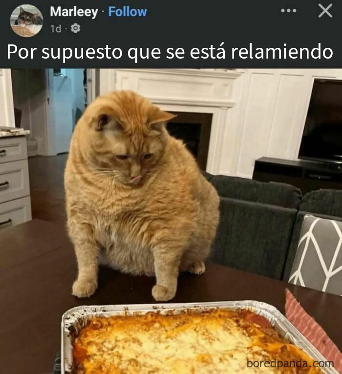 Gato gordo mirando una lasaña con expresión divertida en una publicación divertida que se burla de todo y de todos.