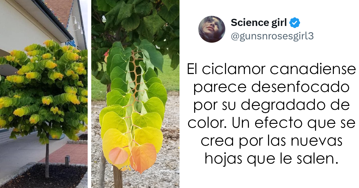 20 Publicaciones reconfortantes para alegrarte un poco el día