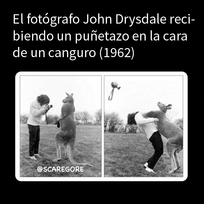 Fotógrafo recibiendo golpe de un canguro, imagen impactante entre datos inquietantes sobre el mundo en el que vivimos.