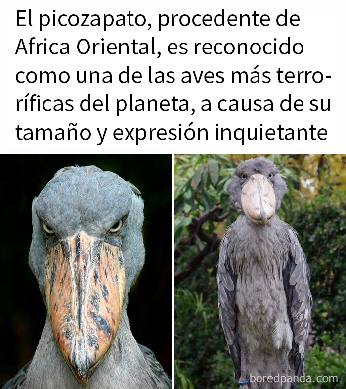 Picozapato de Africa Oriental con expresión inquietante, ejemplo de datos inquietantes sobre el mundo en el que vivimos.