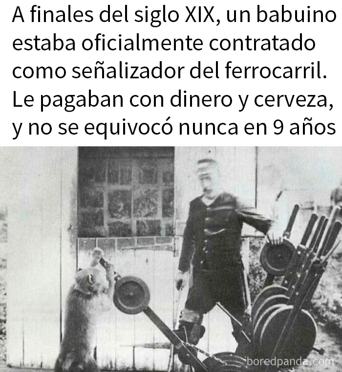 Imagen en blanco y negro mostrando un babuino trabajando como señalizador de ferrocarril en un dato inquietante del mundo.