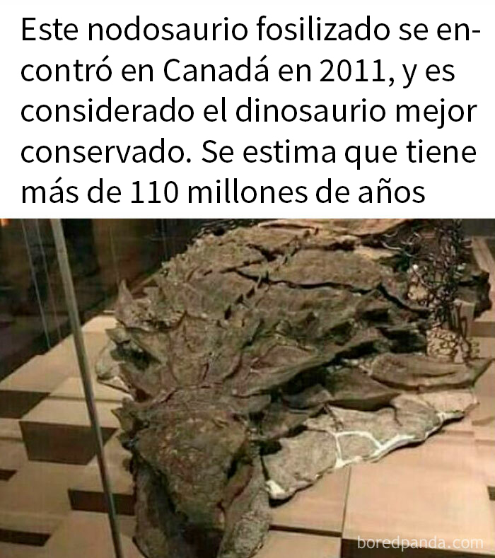 Fósil de nodosaurio encontrado en Canadá, ejemplo de datos inquietantes sobre el mundo y su historia antigua.