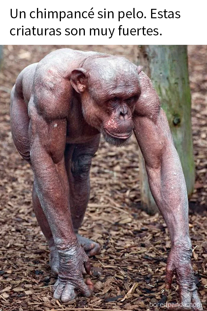 Chimpancé sin pelo con musculatura marcada en hábitat natural, mostrando fuerza inusual en el mundo en el que vivimos.