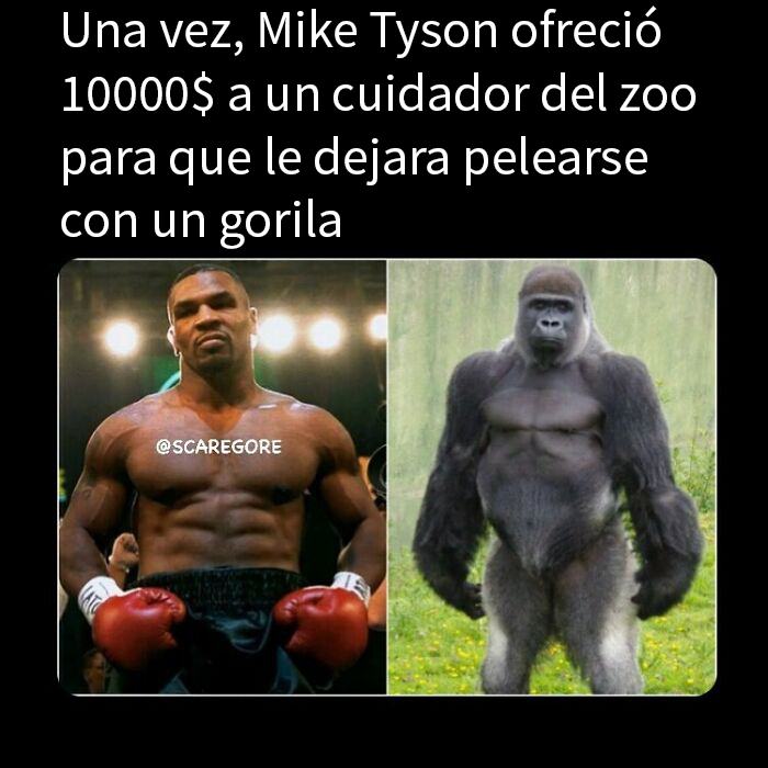 Imagen de Mike Tyson y un gorila con texto sobre datos inquietantes del mundo en el que vivimos y una oferta para pelear.
