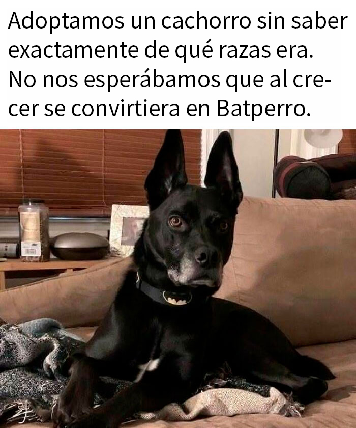 Perro negro con collar de Batman acostado en sofá, meme divertido para reconfortar con memes de perros.