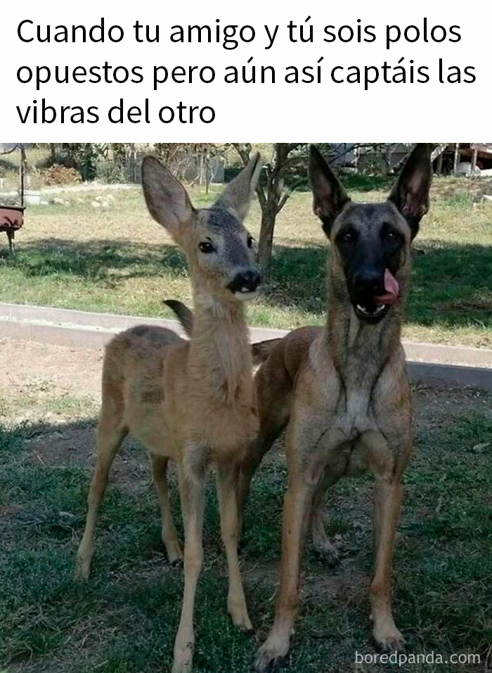 Perro y ciervo juntos en césped, mostrando conexión y armonía, memes reconfortantes de perros para animar el día.