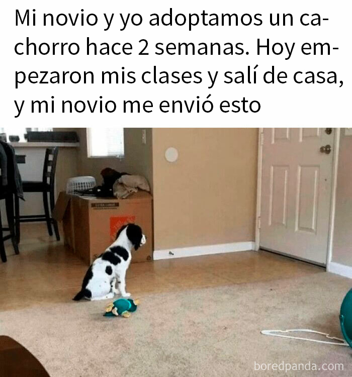 Perrito blanco y negro sentado en sala mirando hacia la puerta, meme reconfortante para olvidar lo terrible del mundo.